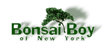 Bonsai Boy of New York Bonsai Trees and Accessories
